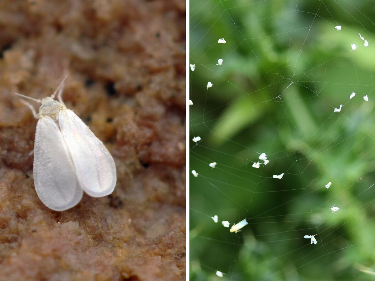 Onion White Fly Info 
